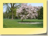 Ook een beverboom of magnolia staat in de buurt van de tulpenboom. Ten onrechte wordt de magnolia in de volksmond een tulpenboom genoemd.