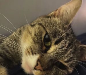 Oude Ziel Dieren Kat